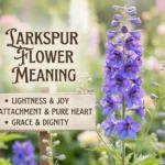 Larkspur Flower Meaning