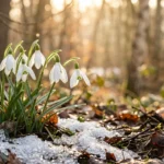 Snowdrop Flower Meaning