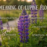 Lupine Flower Meaning