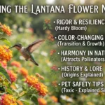 lantana flower meaning
