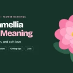 pink camellia flower meaning